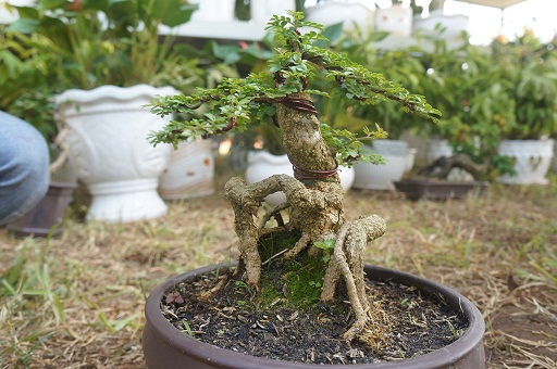 La liệt bonsai độc lạ giá cả cây vàng đại náo thị trường Tết 2018 La liệt bonsai độc lạ giá cả cây vàng đại náo thị trường Tết 2018